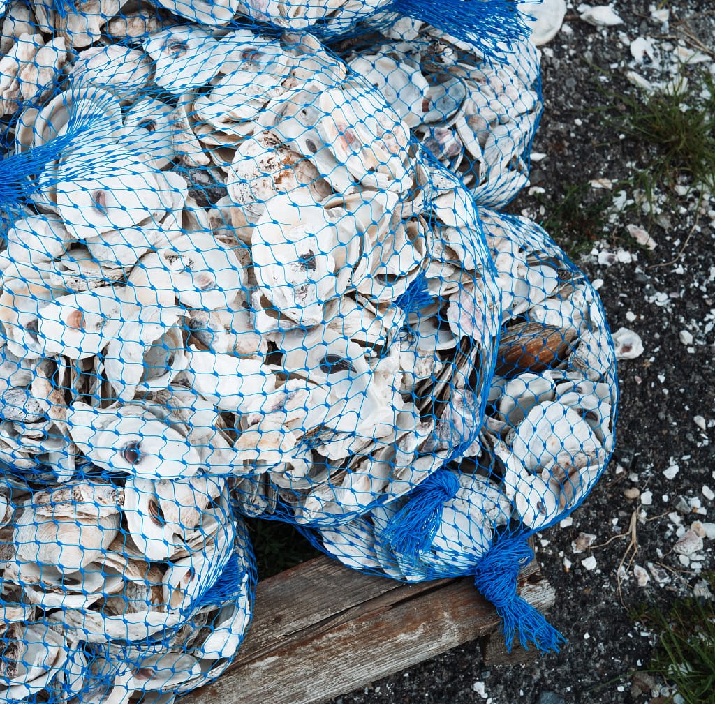 Oyster shells in blue nets being prepared to plant by the Billion Oyster Project.