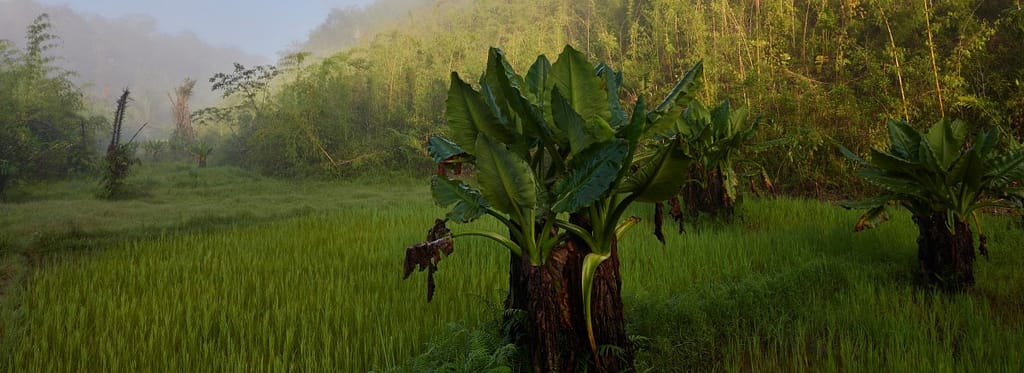 Green landscape and forest in Madagascar