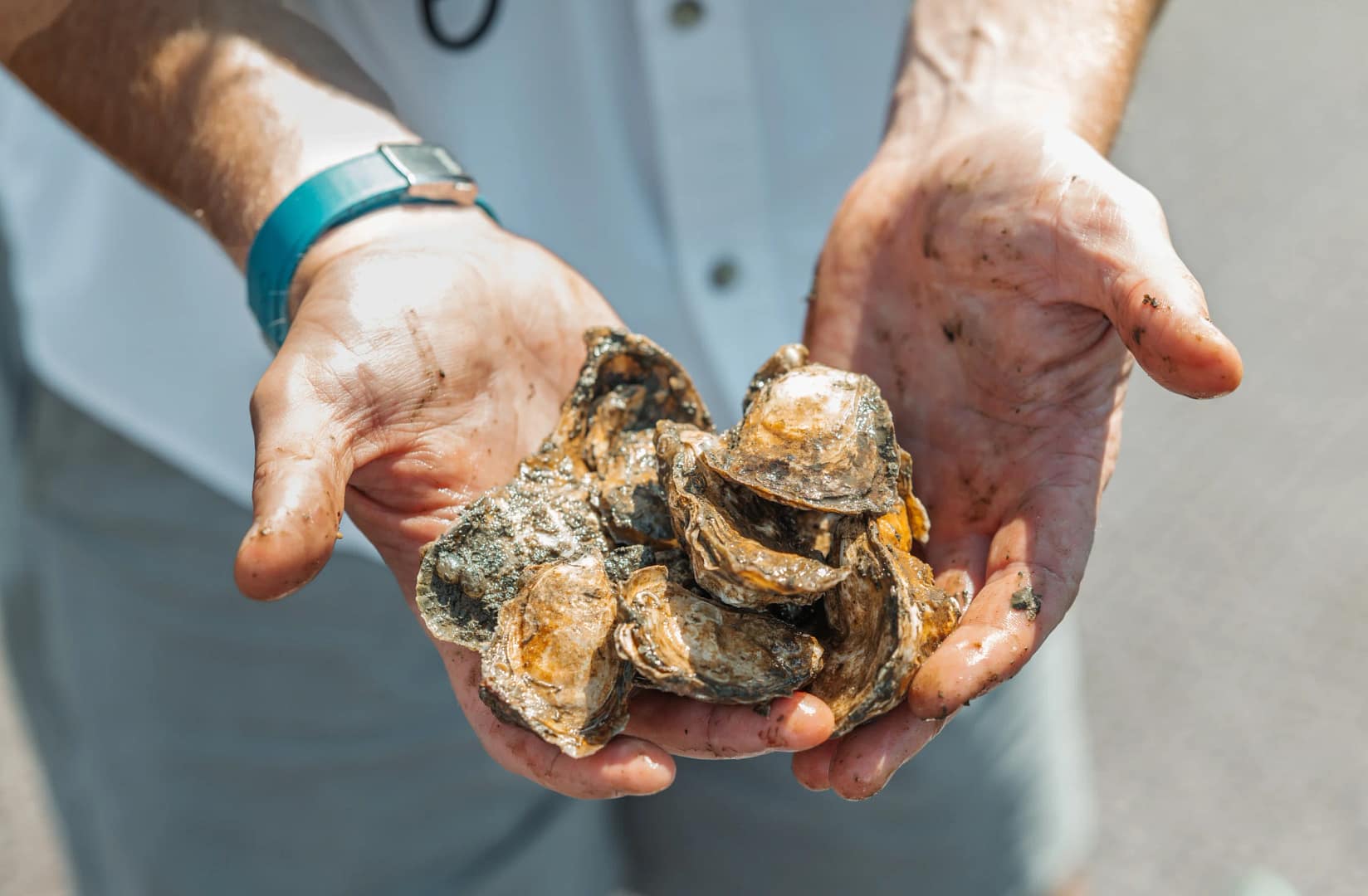 A person holding oysters in their hands for the Billion Oyster Project.
