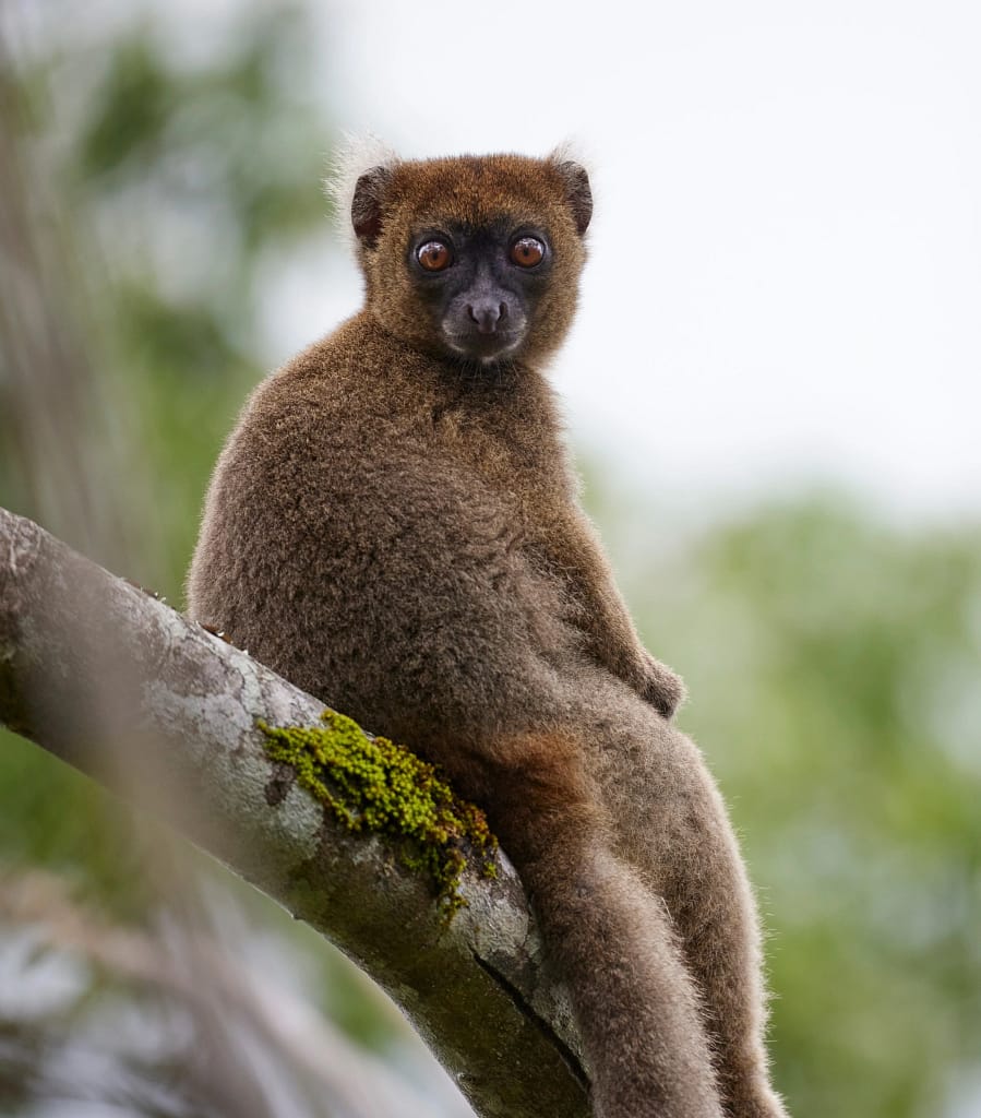A Greater Bamboo Lemur sitting on a branch in Madagascar. 